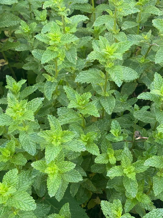 Fresh Mint Leaves